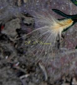  Seed